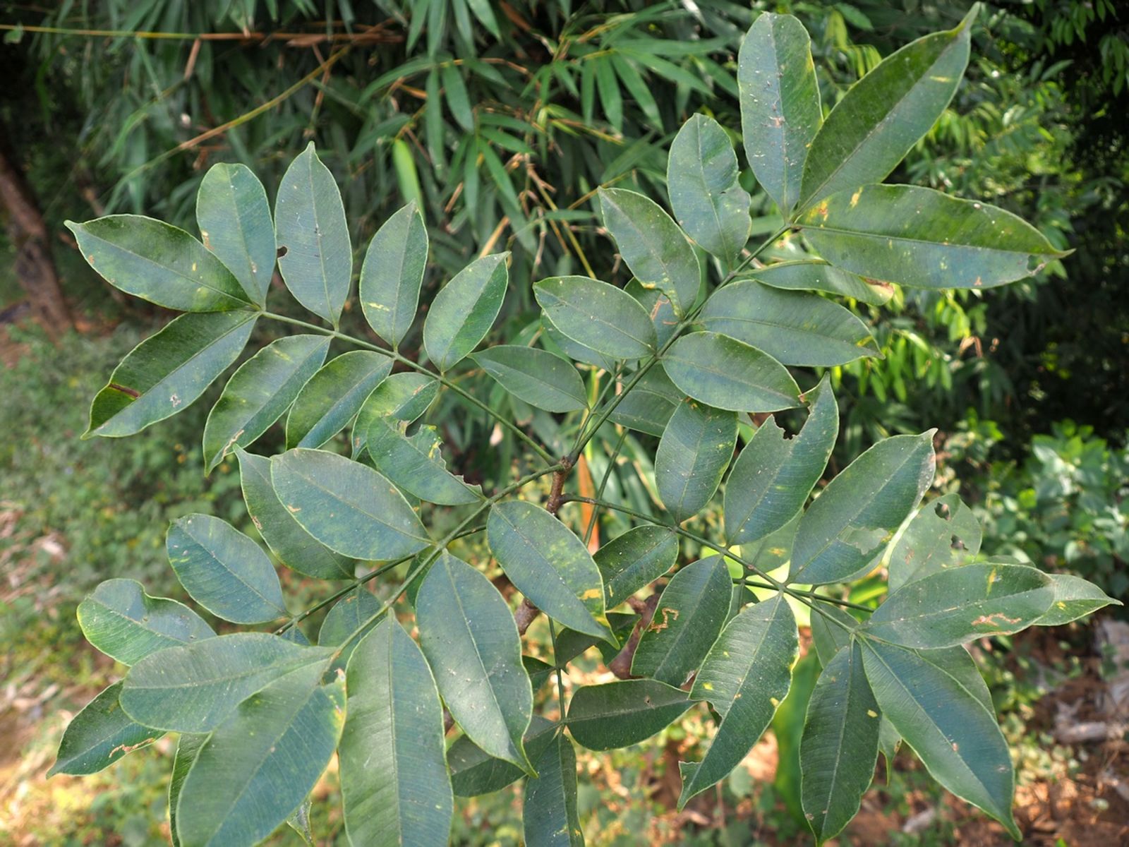 Flora of India